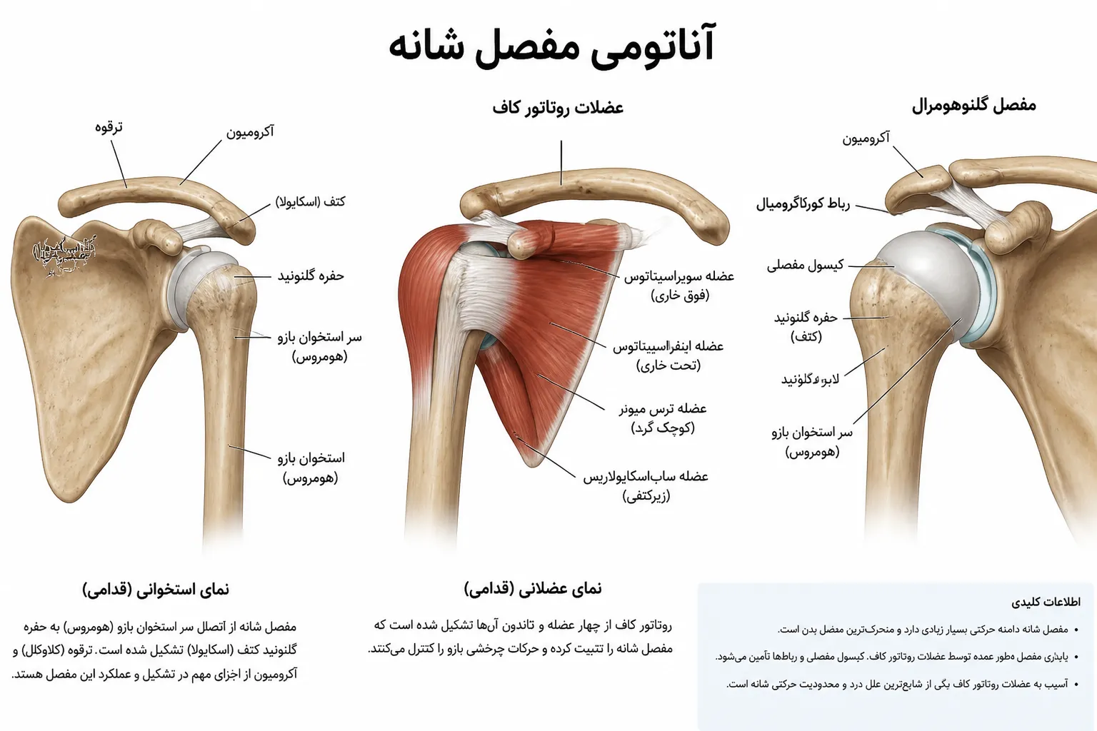 آناتومی مفصل شانه